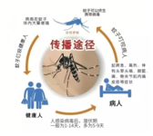 注意，登革熱正值高發(fā)季！做好預(yù)防是關(guān)鍵